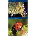 ladybird--lava-aphid-control