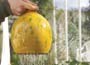 Handmade thumb pot waterer