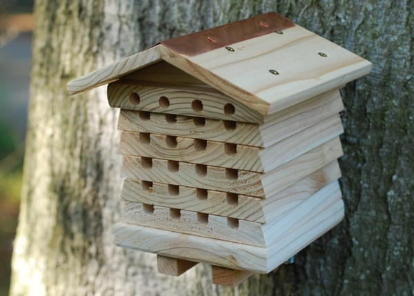 Solitary beehive habitat Solitary beehive habitat