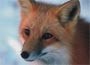 FOXWatch Fox Deterrent