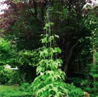 garden-maypole-plant-support