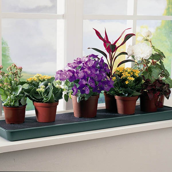 Plants On Windowsill