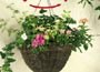 Hanging Basket Rotator  - Solar Powered