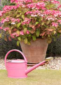 Pink haws watering can