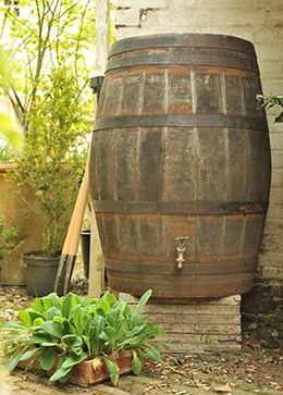 Oak whiskey barrel - water butt