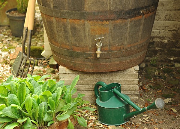 Oak whiskey barrel - water butt