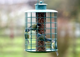 Nutsafe peanut feeder