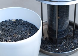 Black sunflower bird seed