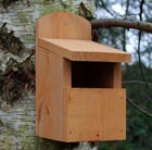 robin-nest-box