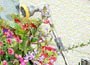 Hozelock Metal Telescopic Lance