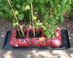 Grow-bag tray / plant watering tray