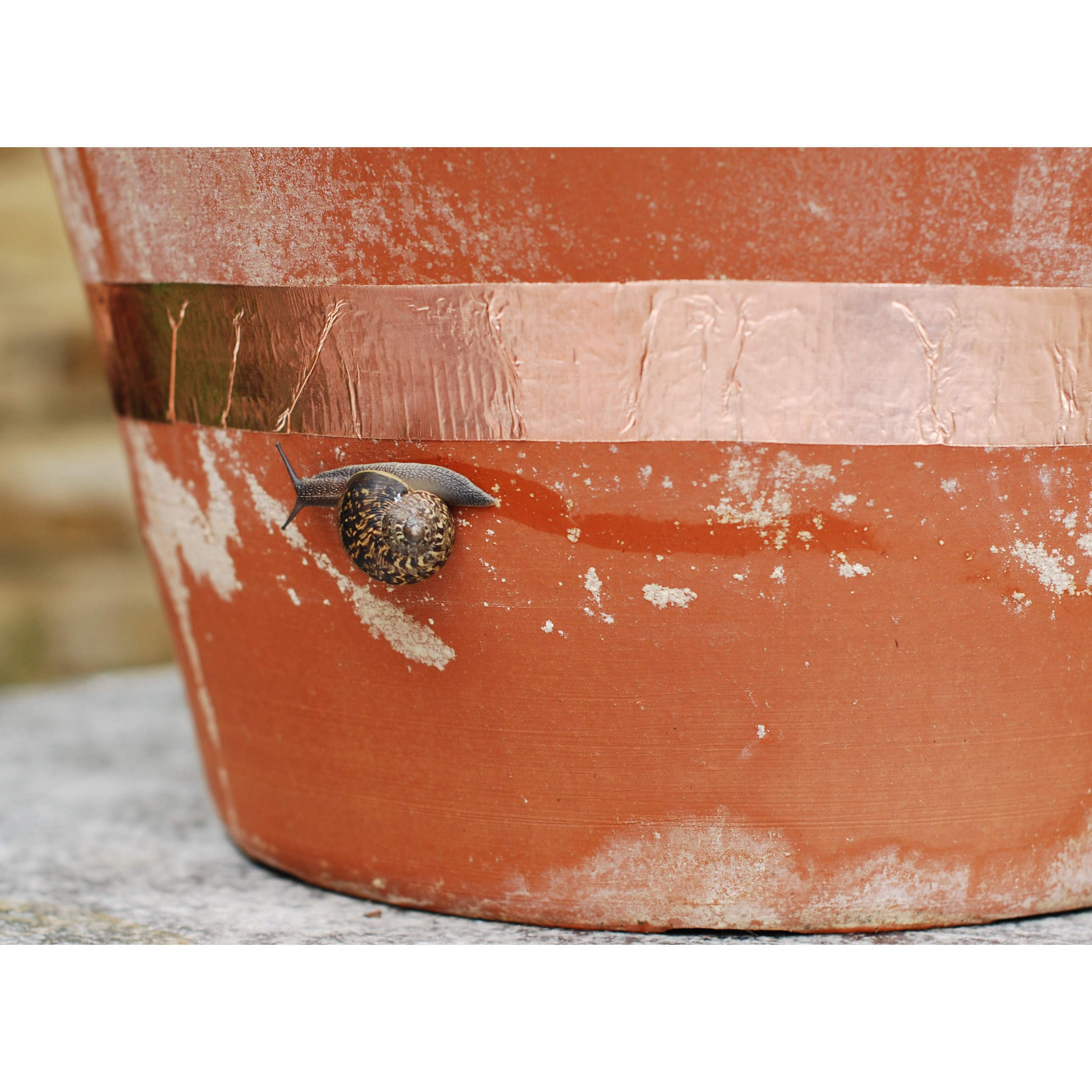 Slug barrier - adhesive copper tape