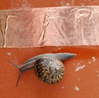 slug-barrier-adhesive-copper-tape