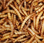 dried-mealworms--800g