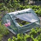 cold-frame-greenhouse