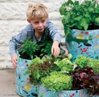 childrens-vegetable-patio-planter