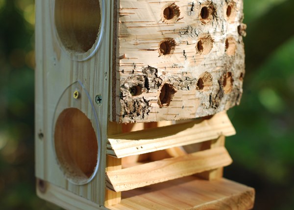 Lacewing chamber