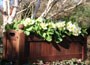 Versailles window box