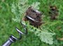 De Wit hand corkscrew weeder