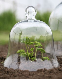 Victorian style glass bell jar - small