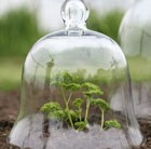 Victorian style glass bell jar