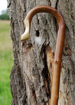 Chestnut shepherd's crook