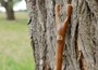 Chestnut thumbstick