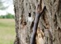 Chestnut thumbstick, with bark