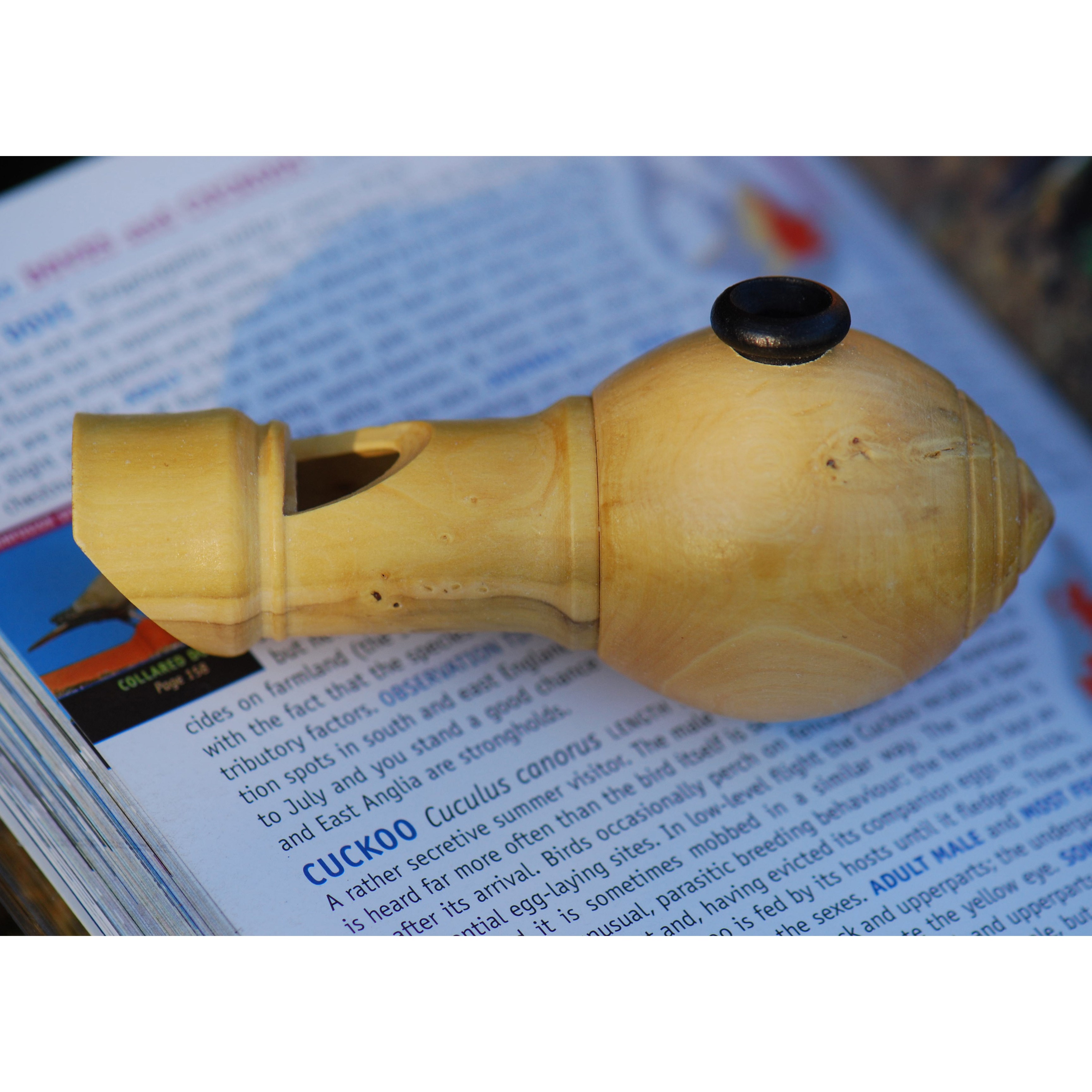 Cuckoo bird call