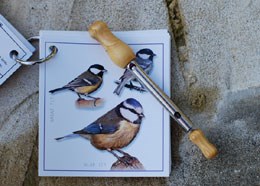 Blue tit bird call