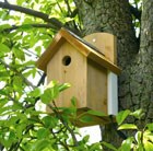 Camera nest box