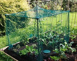 Low fruit cage for strawberries etc