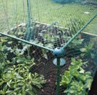 Low fruit cage for strawberries etc