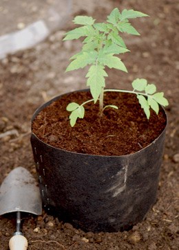 Tomato and cucumber grow pots