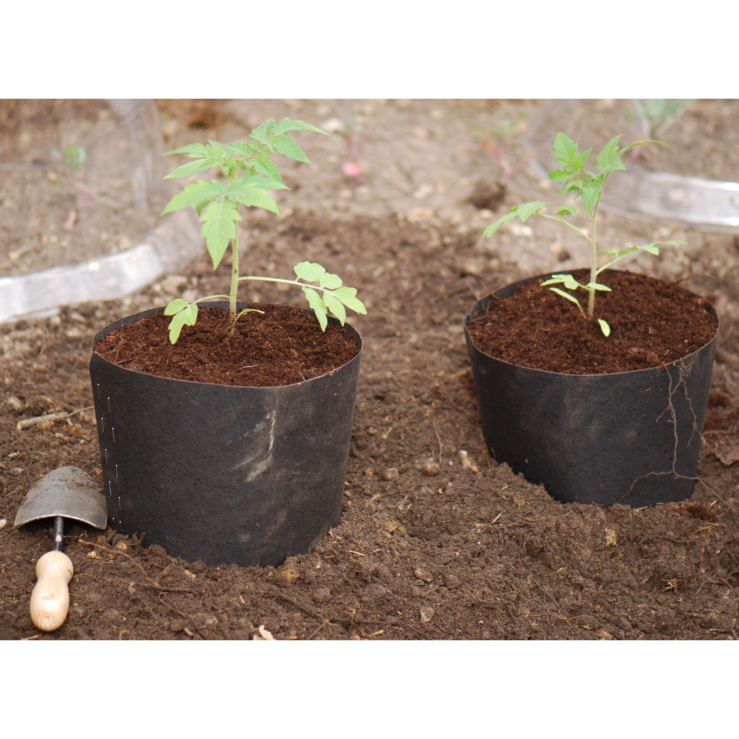 Tomato and cucumber grow pots