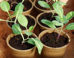 Biodegradable pots