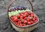 Traditional sussex style trug