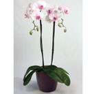 large-light-pink-phalaenopsis-moth-orchid