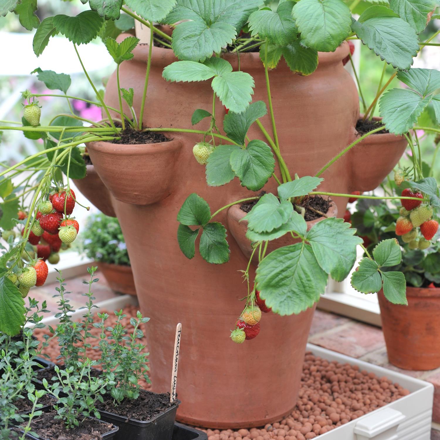 Terracotta strawberry planter
