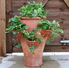 strawberry-planter