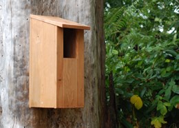 Little owl box