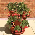 3-tier-strawberry-herbs-planting-tower