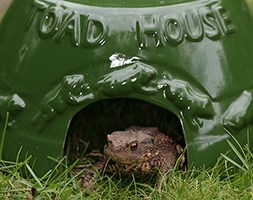 Glazed ceramic toad house