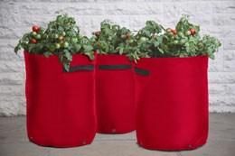 Patio planters for bush and trailing tomatoes