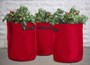Patio planters for bush and trailing tomatoes