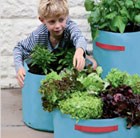 vegetable-patio-planter