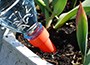 Six plant self watering spikes