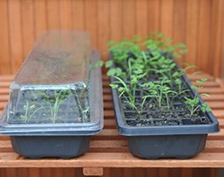 Windowsill seed and plant raising kit