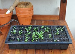 Seed & plant raising kit