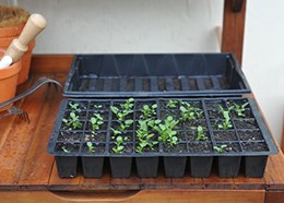 Seed & plant raising kit